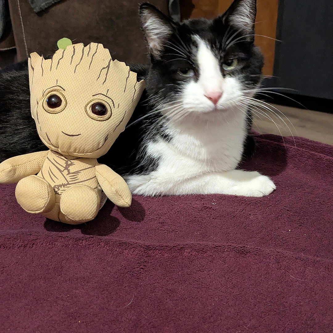Groot participe au concours pour gagner de l'argent avec cette photo : cat, kitten, black_and_white, pet, animal, plush_toy, groot, sitting, portrait, indoors, carpet, furniture, chair, blanket, whiskers, ears, eyes, companionship, cute, photography