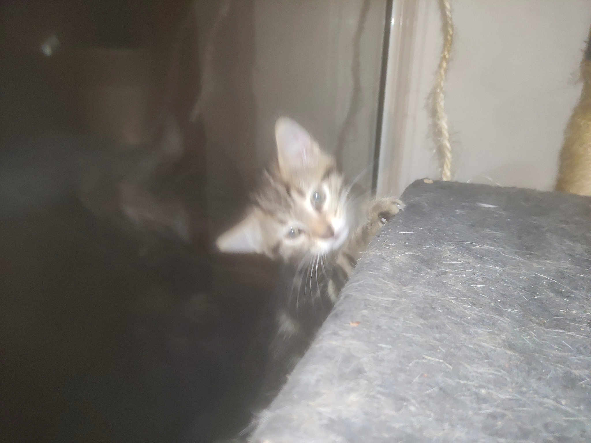 Touffe