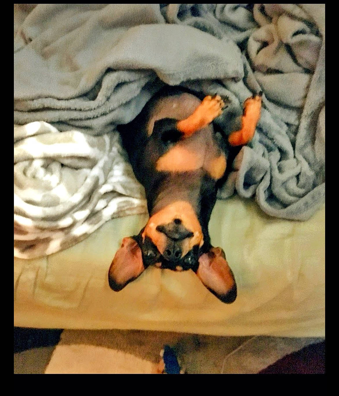 Lucy Lu is registered to the contest to win money with this photo: animal, bed, blanket, comfort, cozy, cute, dog, ears, fur, indoor, lying_down, paws, pet, puppy, relaxed, resting, sleepy, snuggled, soft, upside_down