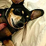 Lucy Lu is registered to the contest to win money with this photo: dog, pet, canine, lying_down, blanket, bed, ears, smile, fur, paw, cozy, indoor, cute, black, tan, human_hand, nail_polish, resting, closeup, comfort