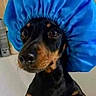 Lucy Lu joined the competition — help win amazing prizes! dog, pet, shower_cap, black_dog, tan_markings, curious, indoor, bathtub, canine, animal, close_up, headwear, paw, looking, cute, domestic_animal, small_dog, funny, bathroom, portrait