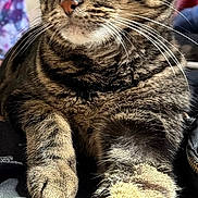 Molly Moo joined the competition — help win amazing prizes! animal, artwork, blurred_background, cat, closeup, cozy, feline, fur, green_eyes, indoor, paw, pet, portrait, relaxed, resting, soft_light, striped, sunlight, tabby, whiskers