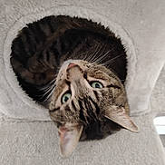 Reddington joined the competition — help win amazing prizes! cat, tabby, green_eyes, curious, cozy, cat_tree, plush, feline, pet, indoor, fur, whiskers, cute, animal, looking_up, snug, soft_texture, ears, resting, hole