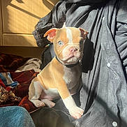 Gizmo is registered to the contest to win money with this photo: puppy, dog, blue_eyes, blanket, clothing, indoor, sunlight, curious, young_dog, pet, cozy, brown_and_white, collar, fabric, soft, cute, fur, small_animal, resting, home