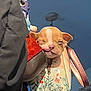 Gizmo is registered to the contest to win money with this photo: puppy, dog, handbag, floral_pattern, sleepy, cute, pet, indoor, blue_wall, fabric, leather, zipper, accessory, animal, small_dog, snug, cozy, face, closeup, resting