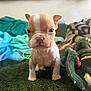 Gizmo joined the competition — help win amazing prizes! puppy, dog, cute, small, blanket, green, fur, face, ears, eyes, nose, indoor, pet, animal, young, fur_color, brown, white, texture, soft