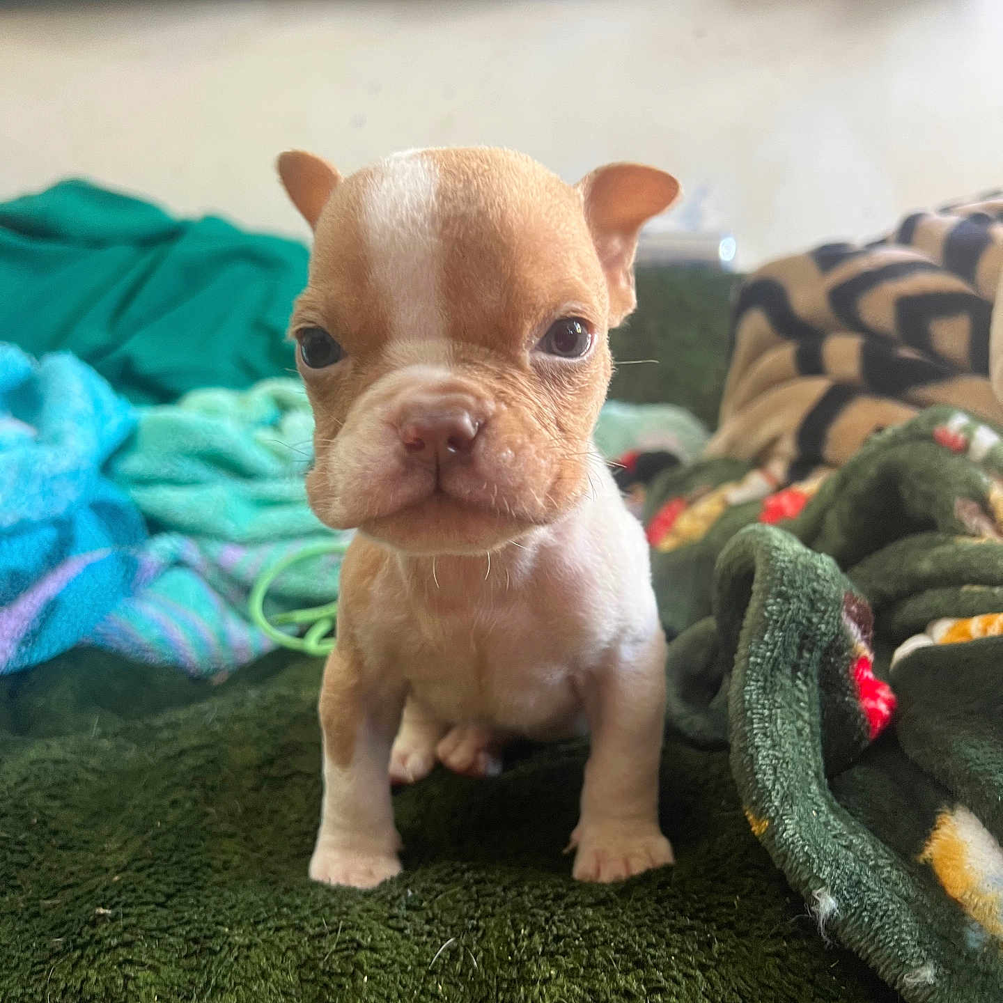 Gizmo joined the competition — help win amazing prizes! animal, blanket, brown, cute, dog, ears, eyes, face, fur, fur_color, green, indoor, nose, pet, puppy, small, soft, texture, white, young