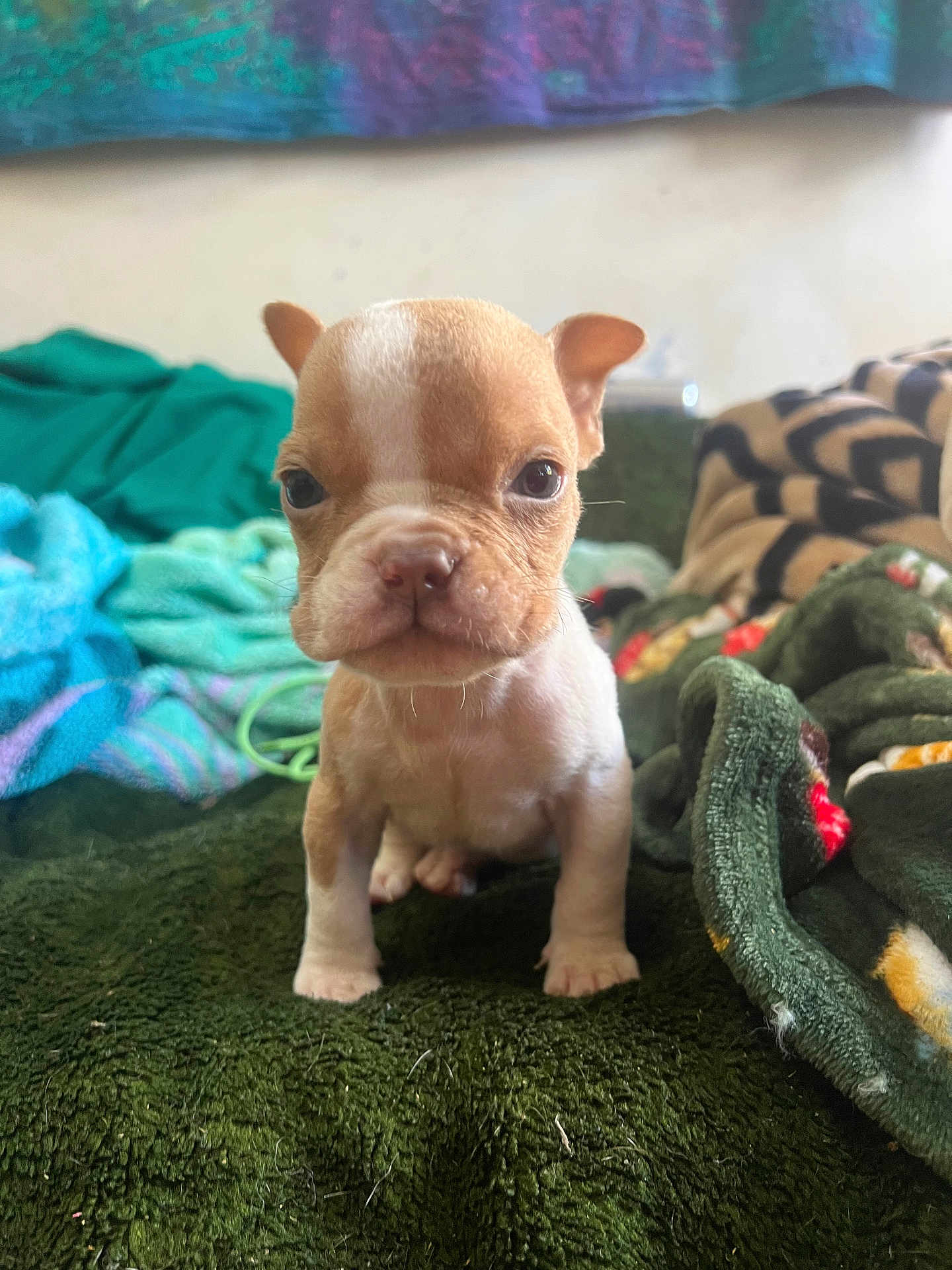 Gizmo