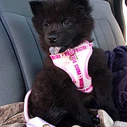 Aethera is registered to the contest to win money with this photo: animal, black_dog, blanket, car_seat, cozy, cute, dog, fluffy, fur, indoors, leash, pet, pink_harness, playful, puppy, seat, sitting, tongue_out, transportation, young_dog