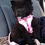 animal, black_dog, blanket, car_seat, cozy, cute, dog, fluffy, fur, indoors, leash, pet, pink_harness, playful, puppy, seat, sitting, tongue_out, transportation, young_dog