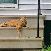 Morris joined the competition — help win amazing prizes! cat, orange_tabby, concrete_steps, house, door, railing, sidewalk, grass, outdoor, animal, pet, resting, relaxed, daytime, fur, whiskers, ears, paws, window, wall