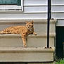 cat, orange_tabby, concrete_steps, house, door, railing, sidewalk, grass, outdoor, animal, pet, resting, relaxed, daytime, fur, whiskers, ears, paws, window, wall