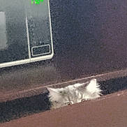 Beezelbub is registered to the contest to win money with this photo: cat, ears, peeking, curious, furry, indoor, grainy, blurry, appliance, electronic_device, dim_light, feline, pet, hidden, face, animal, home, closeup, shadow, mystery