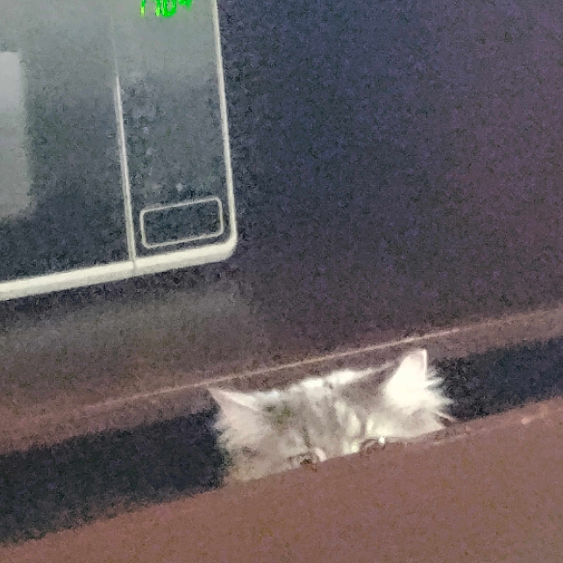 Beezelbub is registered to the contest to win money with this photo: animal, appliance, blurry, cat, closeup, curious, dim_light, ears, electronic_device, face, feline, furry, grainy, hidden, home, indoor, mystery, peeking, pet, shadow