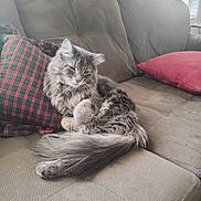Beezelbub joined the competition — help win amazing prizes! cat, gray_cat, fluffy_cat, couch, sofa, pillow, red_pillow, plaid_pillow, indoor, pet, feline, window, daylight, relaxing, resting, fur, tail, whiskers, domestic_animal, cozy
