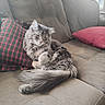 cat, gray_cat, fluffy_cat, couch, sofa, pillow, red_pillow, plaid_pillow, indoor, pet, feline, window, daylight, relaxing, resting, fur, tail, whiskers, domestic_animal, cozy