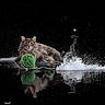 Beezelbub joined the competition — help win amazing prizes! cat, fluffy, yarn, green, ball_of_yarn, water_splash, reflection, black_background, playful, feline, animal, pet, fur, artistic, dramatic, water, splash, relaxing, majestic, indoor