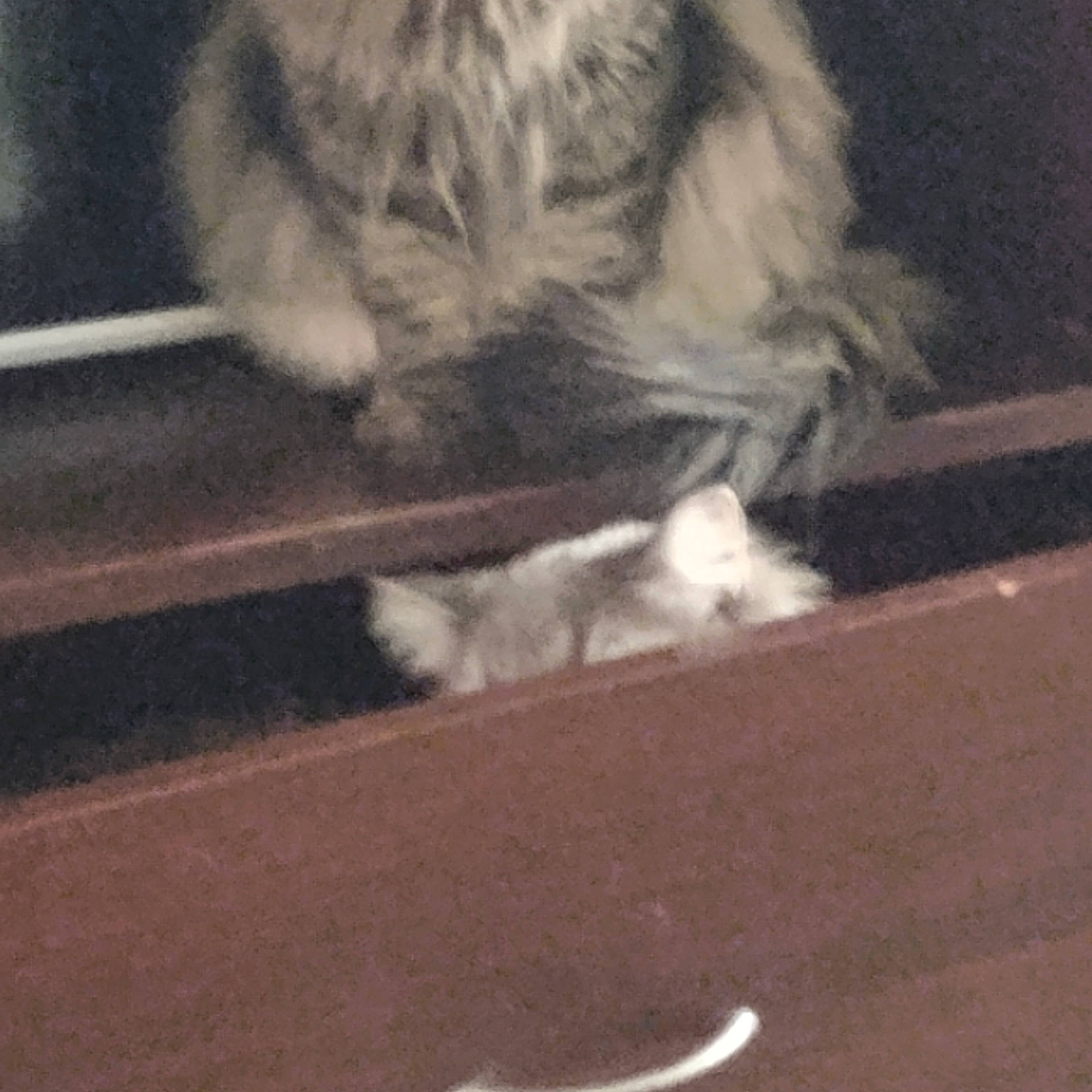 Beezelbub joined the competition — help win amazing prizes! animal, brown, cat, closeup, curious, domestic, drawer, feline, fluffy, fur, furniture, gray, hiding, indoor, kitten, low_light, mammal, peek, pet, wood