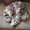 Beezelbub joined the competition — help win amazing prizes! cat, gray_cat, fluffy, sleeping, curled_up, couch, pillow, plaid, indoor, pet, fur, relaxing, cozy, animal, sleep, resting, feline, home, soft, cute