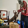 cat, costume, werewolf, plaid_shirt, cardboard_box, living_room, lamp, mirror, vacuum_cleaner, table, person, pet, furniture, decor, home, interaction, claws, fur, indoor, animal