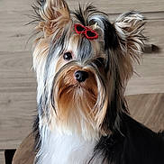 Aby participe au concours pour gagner de l'argent avec cette photo : dog, puppy, yorkshire_terrier, pet, long_hair, groomed, bow, red_bow, heart_shaped_accessory, fluffy, closeup, portrait, indoor, wood_background, furniture, table, eyes, nose, ears, cute