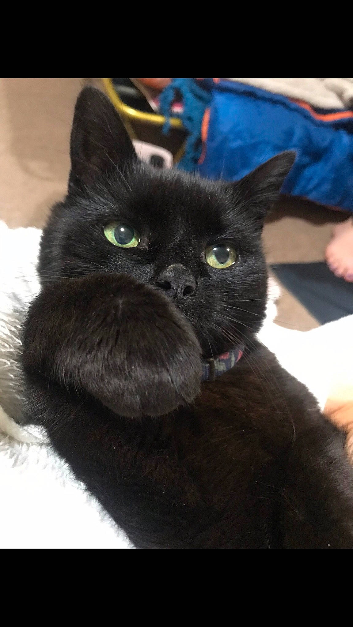 Cocobongo joined the competition — help win amazing prizes! black_cat, carnivore, cat, claw, comfort, domestic_short_haired_cat, ear, electric_blue, felidae, foot, fur, head, mammal, sitting, small_to_medium_sized_cats, snout, tail, terrestrial_animal, vertebrate, whiskers