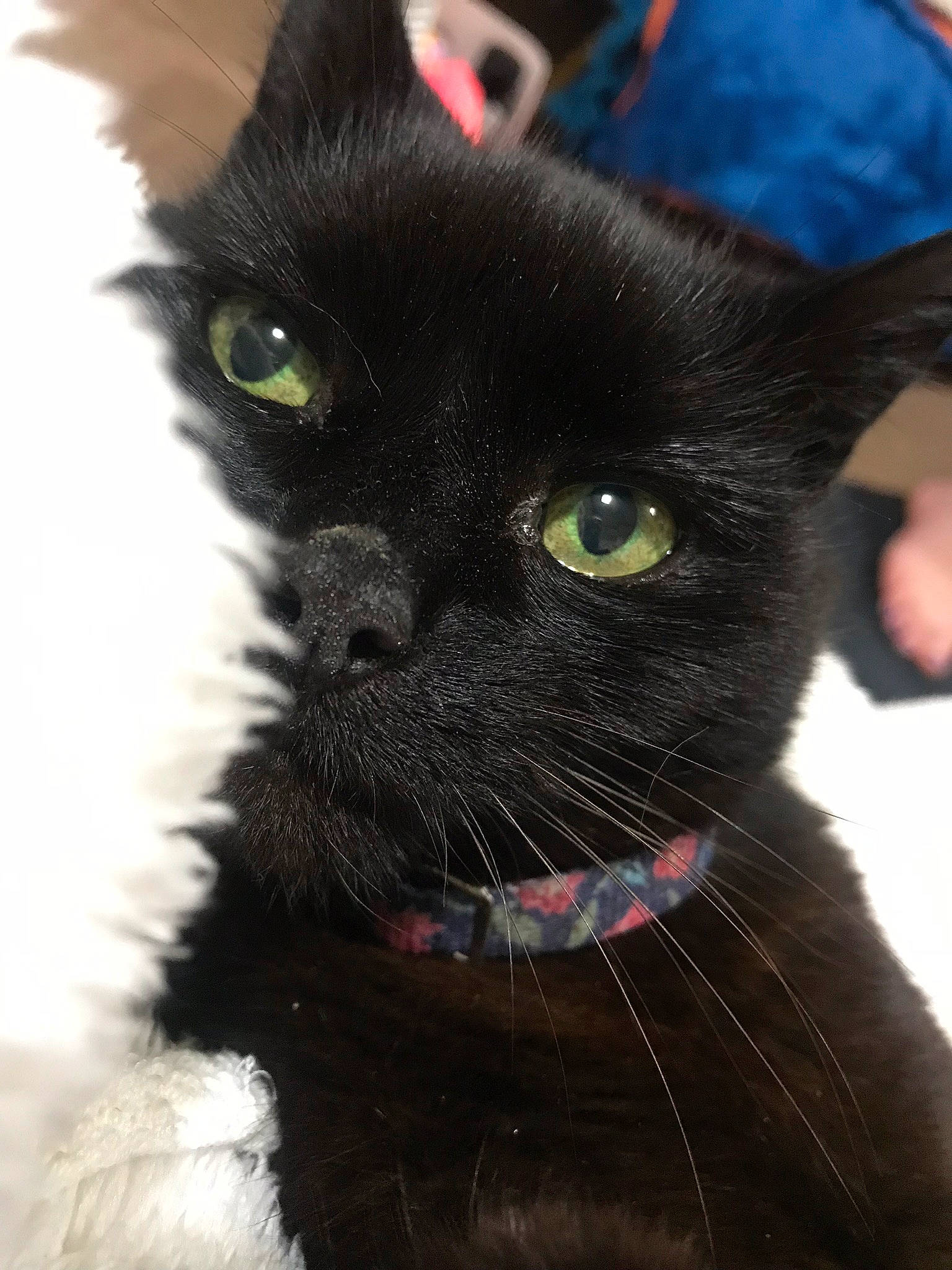 Cocobongo is registered to the contest to win money with this photo: black_cat, bombay, carnivore, cat, close_up, domestic_short_haired_cat, electric_blue, eye, felidae, fur, small_to_medium_sized_cats, snout, terrestrial_animal, whiskers