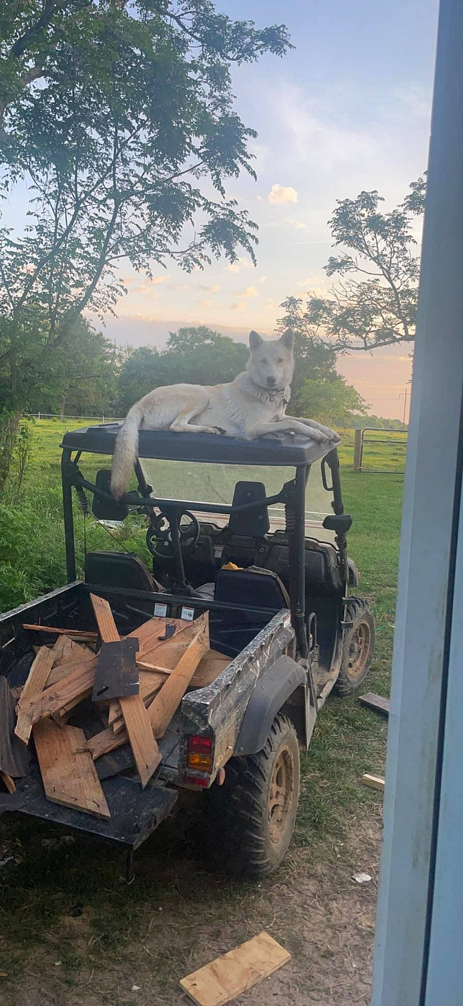 Koa is registered to the contest to win money with this photo: automotive_tire, bumper, car, cloud, combat_vehicle, dog, fender, gas, grass, motor_vehicle, plant, sky, tire, tread, tree, truck, vehicle, vehicle_door, wheel, working_animal