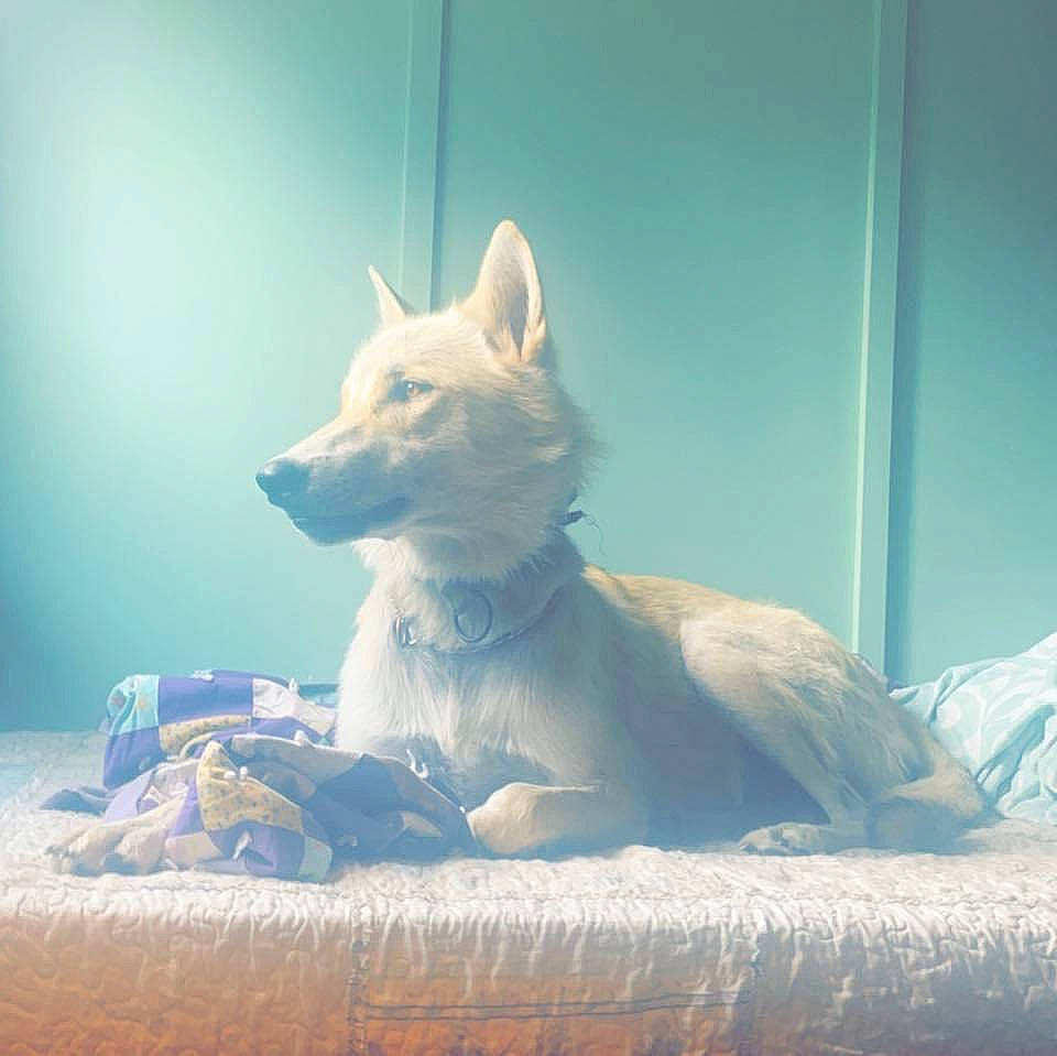 Koa joined the competition — help win amazing prizes! ancient_dog_breeds, canidae, carnivore, comfort, companion_dog, dog, dog_breed, electric_blue, fawn, felidae, fur, non_sporting_group, sky, snout, sporting_group, square, tail, terrestrial_animal, whiskers, wood