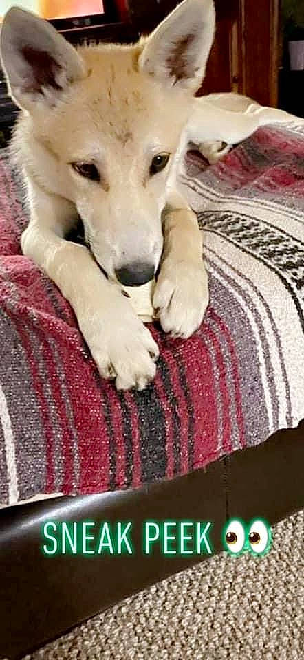 Koa joined the competition — help win amazing prizes! bedding, canidae, carnivore, comfort, companion_dog, dog, dog_breed, fawn, font, fur, linens, magenta, pattern, paw, photo_caption, sporting_group, street_dog, textile, whiskers, woven_fabric