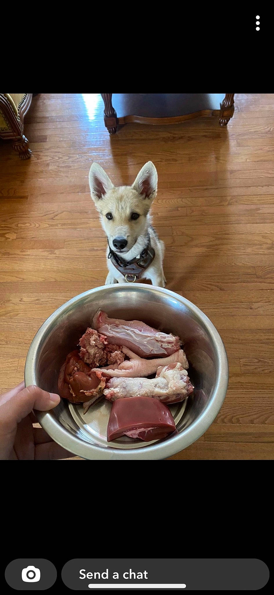 Koa is registered to the contest to win money with this photo: animal_fat, bowl, carnivore, companion_dog, cuisine, dish, dog, dog_breed, fawn, flooring, food, hardwood, ingredient, meat, pork, recipe, tableware, wood, wood_stain, working_animal