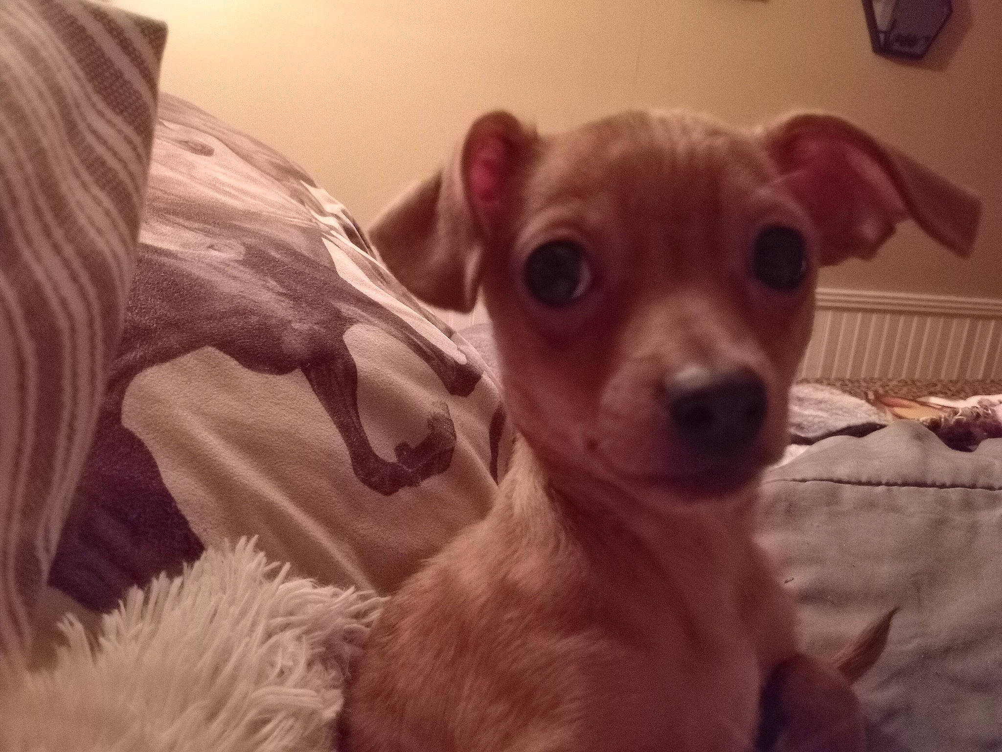 Tator Tot joined the competition — help win amazing prizes! canidae, carnivore, chihuahua, close_up, companion_dog, corgi_chihuahua, dog, dog_breed, dog_supply, ear, fawn, fur, russkiy_toy, snout, sporting_group, terrestrial_animal, toy_dog, whiskers, wood, working_animal