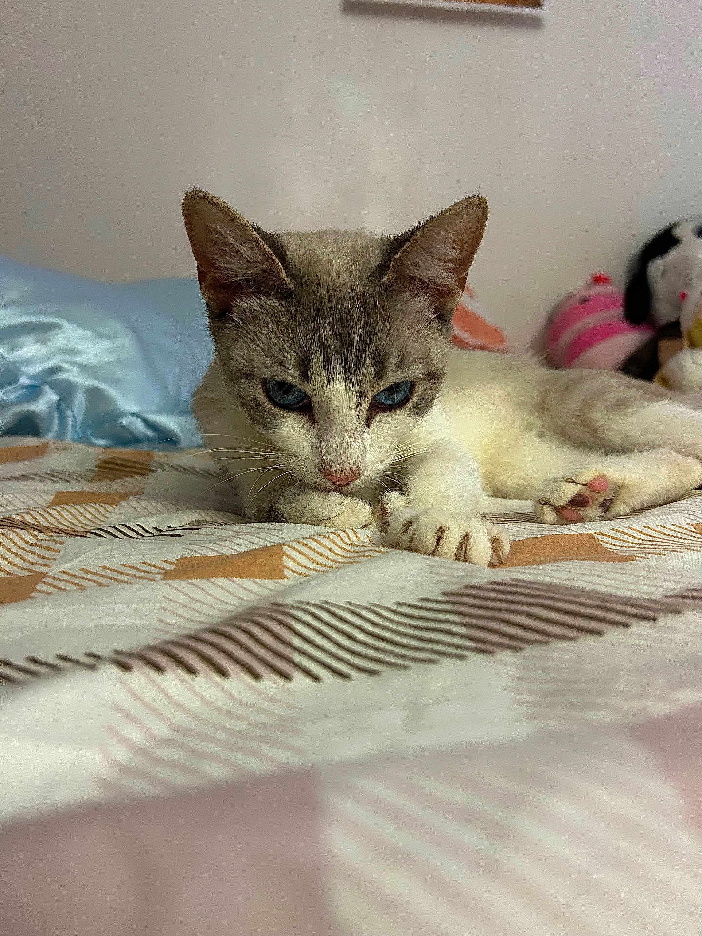 Cleo