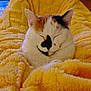 Kim participe au concours pour gagner de l'argent avec cette photo : animal, blanket, calico, cat, closeup, comfort, cozy, cute, domestic, feline, fur, indoor, pet, relaxed, resting, sleeping, soft, warm, whiskers, yellow