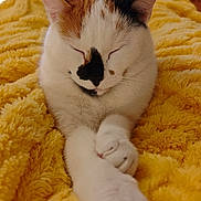 Kim participe au concours pour gagner de l'argent avec cette photo : animal, blanket, calico, cat, closeup, comfortable, cozy, cute, domestic, fur, indoor, mammal, paws, pet, relaxed, resting, sleeping, soft, whiskers, yellow