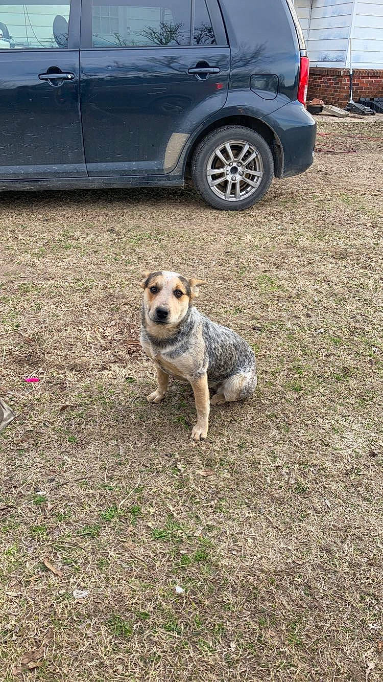 Skyla is registered to the contest to win money with this photo: alloy_wheel, automotive_design, automotive_exterior, automotive_lighting, automotive_tire, car, carnivore, dog, dog_breed, door, fawn, grass, hood, hubcap, motor_vehicle, road_surface, tire, vehicle, vehicle_door, wheel