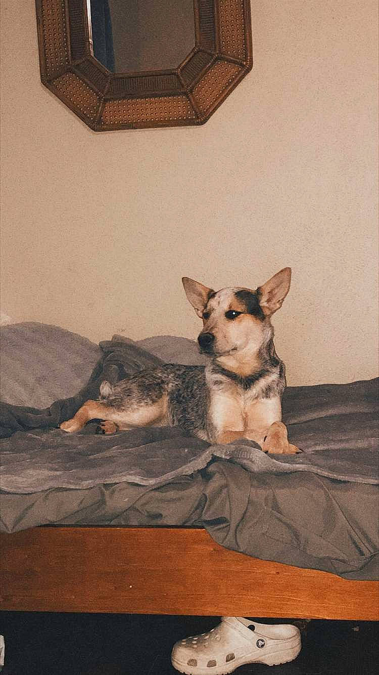 Skyla is registered to the contest to win money with this photo: art, canidae, carnivore, comfort, companion_dog, dog, dog_breed, dog_supply, drawing, fawn, paw, room, snout, tail, terrestrial_animal, toy_dog, visual_arts, whiskers, wood, working_animal