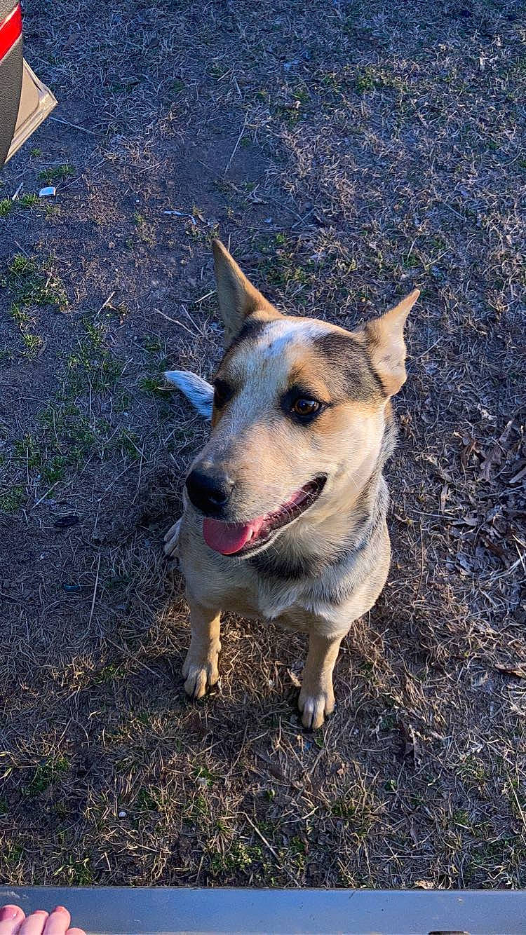 Skyla joined the competition — help win amazing prizes! adventure, canidae, carnivore, collar, companion_dog, dog, dog_breed, dog_collar, fawn, grass, herding_dog, jaw, non_sporting_group, plant, snout, soil, sporting_group, tail, walking, working_dog