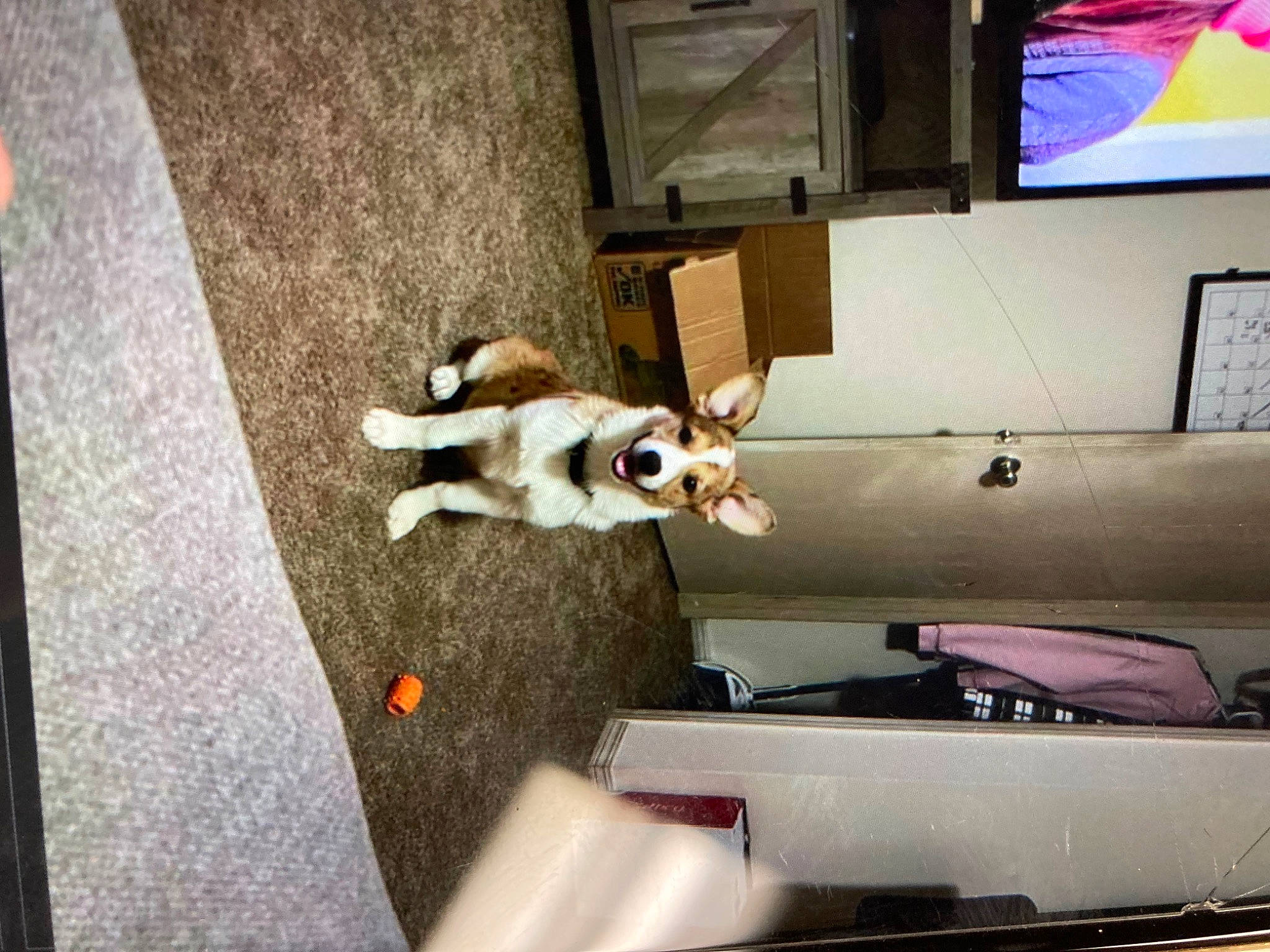 Bentley joined the competition — help win amazing prizes! cable_television, canidae, carnivore, comfort, companion_dog, display_device, dog, dog_breed, fawn, floor, flooring, hardwood, output_device, room, sporting_group, tail, television, television_set, window, wood