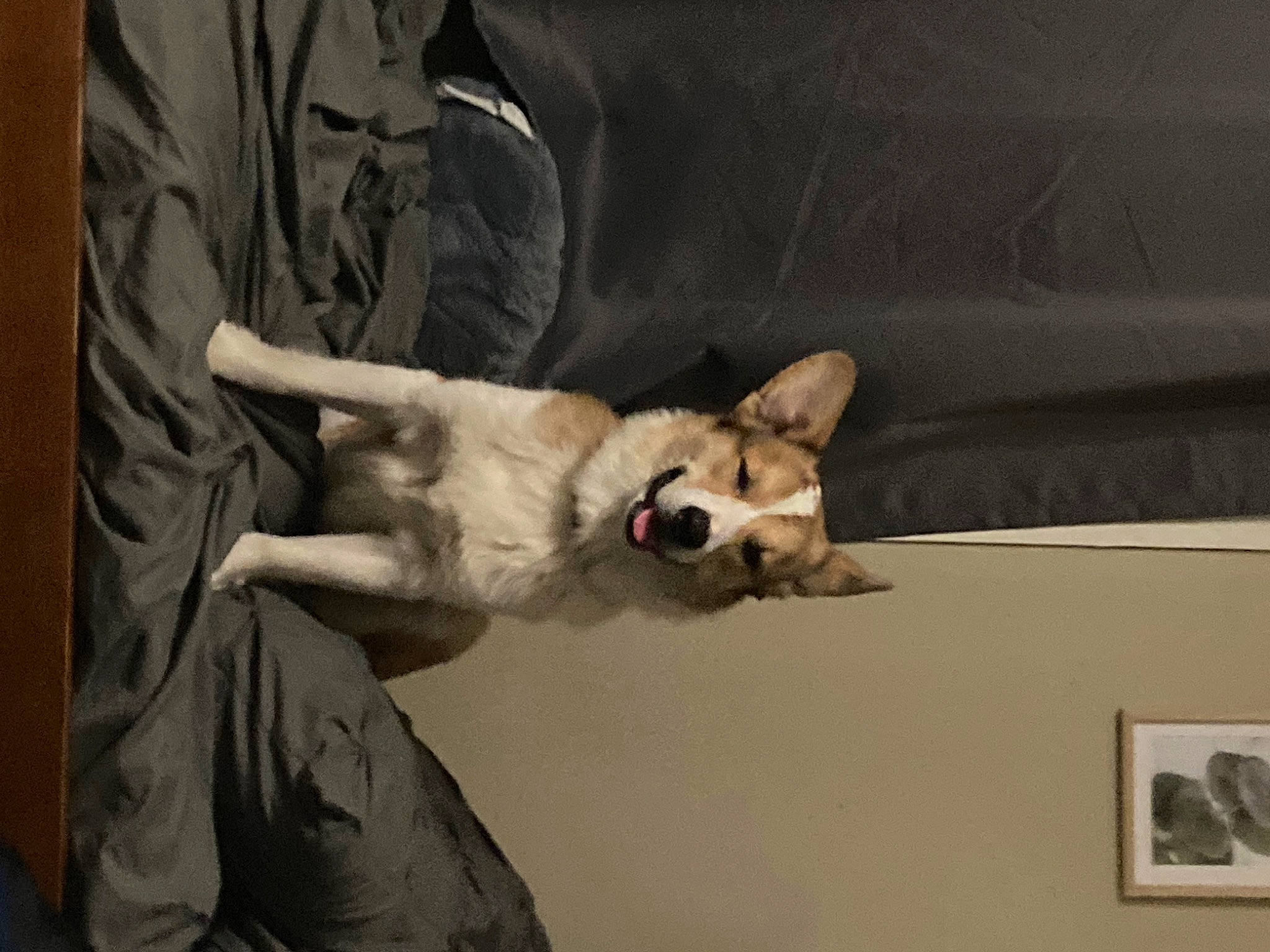 Bentley joined the competition — help win amazing prizes! canidae, carnivore, comfort, companion_dog, couch, dog, dog_breed, fawn, felidae, fur, german_shepherd_dog, paw, small_to_medium_sized_cats, snout, sporting_group, tail, toy_dog, watch, whiskers, wing