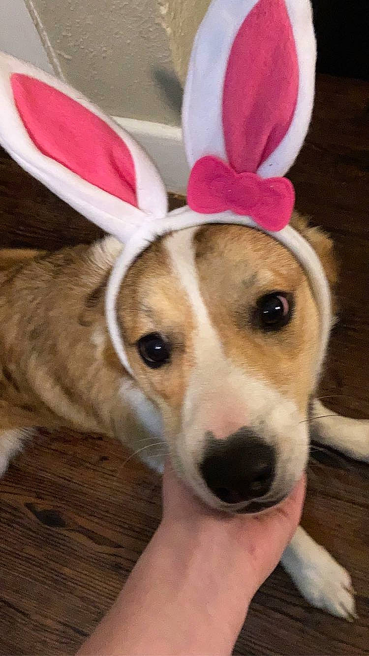 Bentley is registered to the contest to win money with this photo: carnivore, christmas, collar, companion_dog, dog, dog_breed, dog_collar, ear, event, fashion_accessory, fawn, fur, happy, hat, headband, pattern, paw, whiskers, wood, working_animal