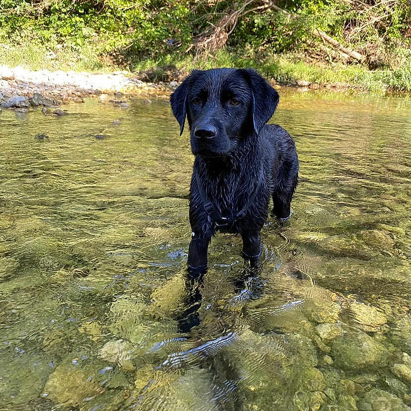 Pady participe au concours pour gagner de l'argent avec cette photo : animal, canine, creek, dog, face, head, labradorretriever, nature, outdoors, person, pet, photography, plant, portrait, puppy, rock, sea, tree, vegetation, water