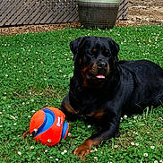 Trouble is registered to the contest to win money with this photo: animal, ball, black, brown, canine, clover, dog, flower, garden, grass, happy, nature, outdoor, pet, playful, resting, rottweiler, summer, sunlight, toy
