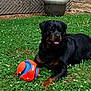 animal, ball, black, brown, canine, clover, dog, flower, garden, grass, happy, nature, outdoor, pet, playful, resting, rottweiler, summer, sunlight, toy
