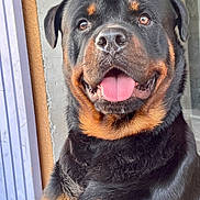 Vitserk participe au concours pour gagner de l'argent avec cette photo : dog, rottweiler, pet, animal, canine, tongue_out, smiling, black_coat, tan_markings, closeup, portrait, indoors, furry, friendly, face, ears, eyes, nose, happy, domestic_animal