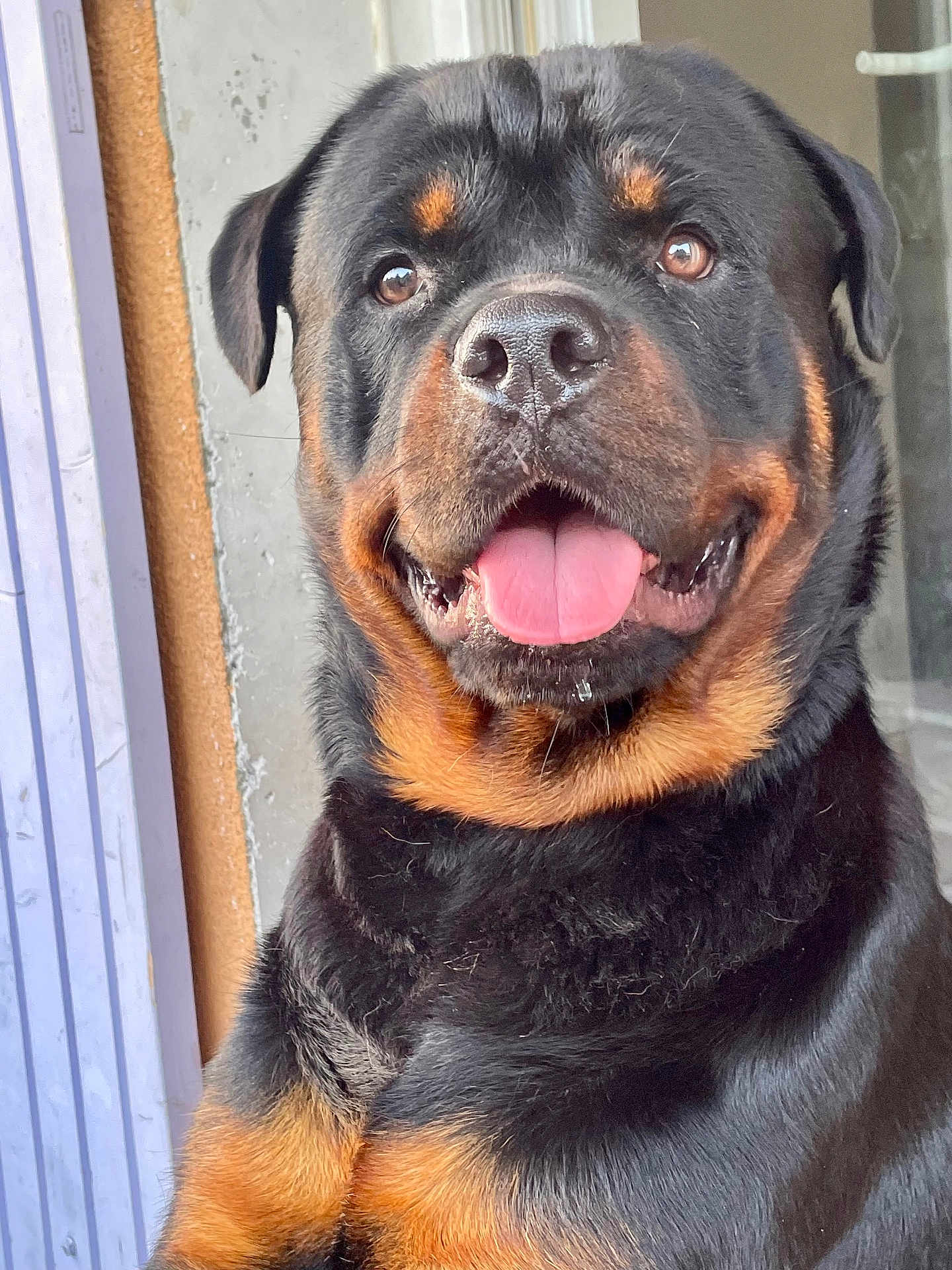 Vitserk participe au concours pour gagner de l'argent avec cette photo : dog, rottweiler, pet, animal, canine, tongue_out, smiling, black_coat, tan_markings, closeup, portrait, indoors, furry, friendly, face, ears, eyes, nose, happy, domestic_animal