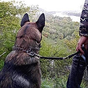 Tyson participe au concours pour gagner de l'argent avec cette photo : adult, animal, canine, clothing, dog, germanshepherd, grass, land, male, man, nature, outdoors, pants, person, pet, photography, plant, policedog, tree, vegetation