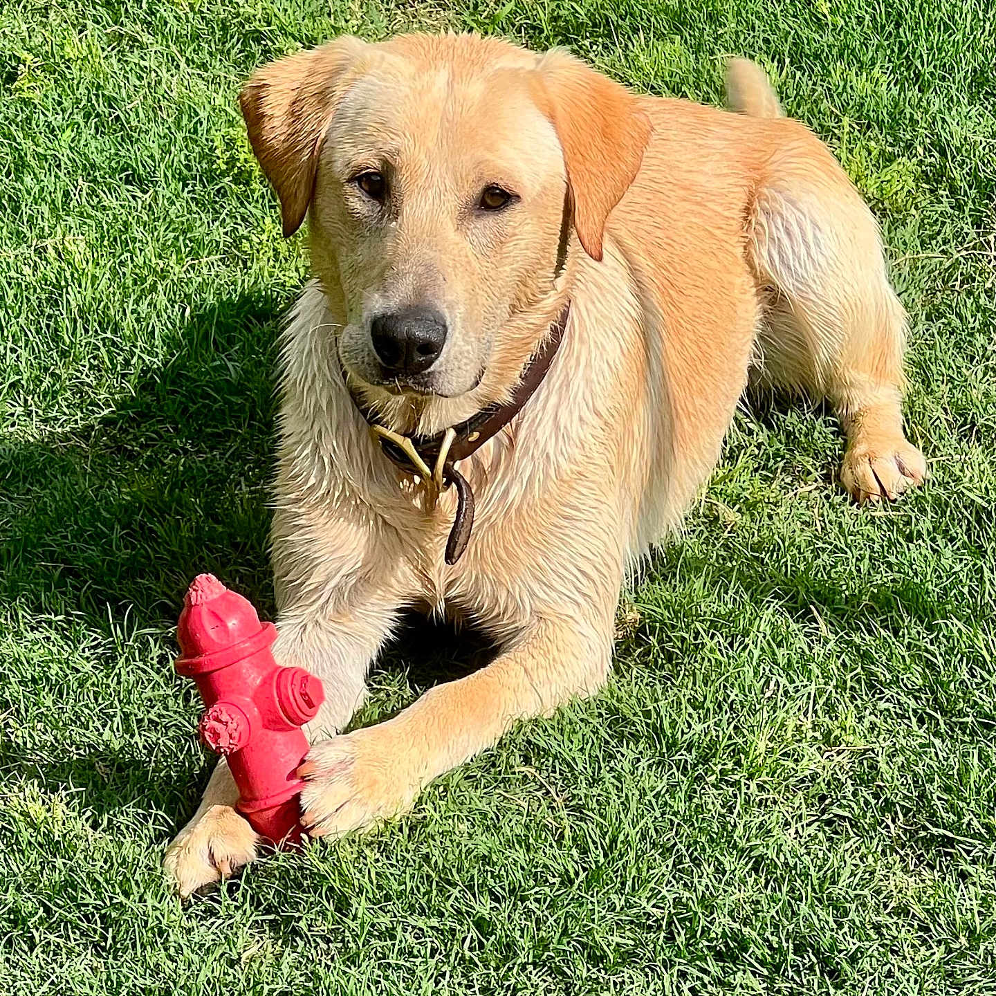 Arctic joined the competition — help win amazing prizes! animal, canine, collar, dog, domestic_animal, fire_hydrant_toy, golden_retriever, grass, happy, labrador, laying_down, mammal, nature, outdoor, paw, pet, playing, summer, sunlight, toy
