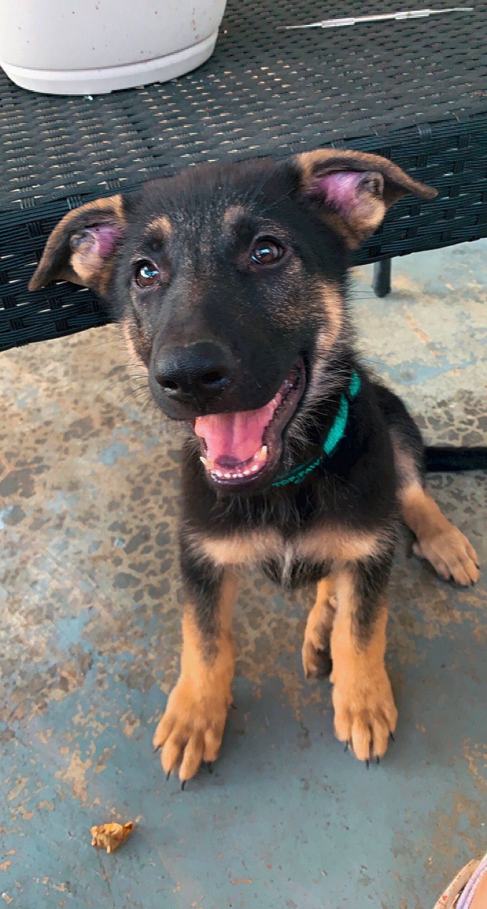 Gunner joined the competition — help win amazing prizes! canidae, carnivore, companion_dog, dog, dog_breed, fawn, foot, fur, guard_dog, paw, snout, sporting_group, street_dog, terrestrial_animal, whiskers, working_animal, working_dog