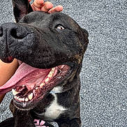 Tova is registered to the contest to win money with this photo: black_dog, canine, close_up, dog, footwear, gravel, hand, happy, joyful, legs, open_mouth, outdoor, paw, person, pet, petting, playful, smiling, tongue, white_chest